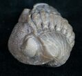 Wide Ohio Eldredgeops Trilobite - Silica Shale #10520-1